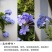 蓝雪花蓝雪花苗植物盆栽室内阳台花园庭院爬藤花卉绿植耐热