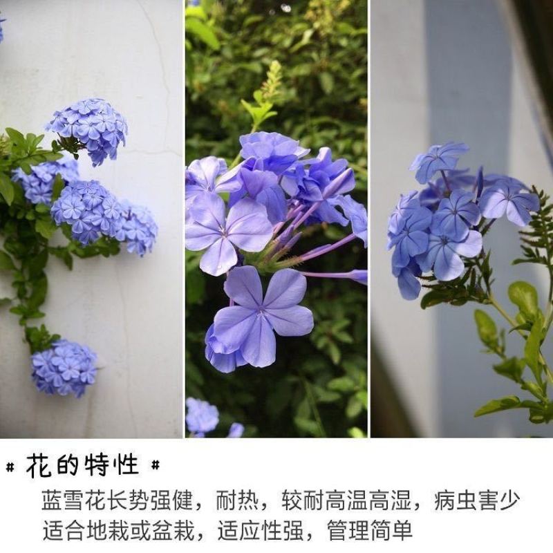 蓝雪花蓝雪花苗植物盆栽室内阳台花园庭院爬藤花卉绿植耐热