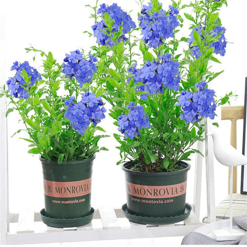蓝雪花蓝雪花苗植物盆栽室内阳台花园庭院爬藤花卉绿植耐热
