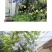 蓝雪花蓝雪花苗植物盆栽室内阳台花园庭院爬藤花卉绿植耐热
