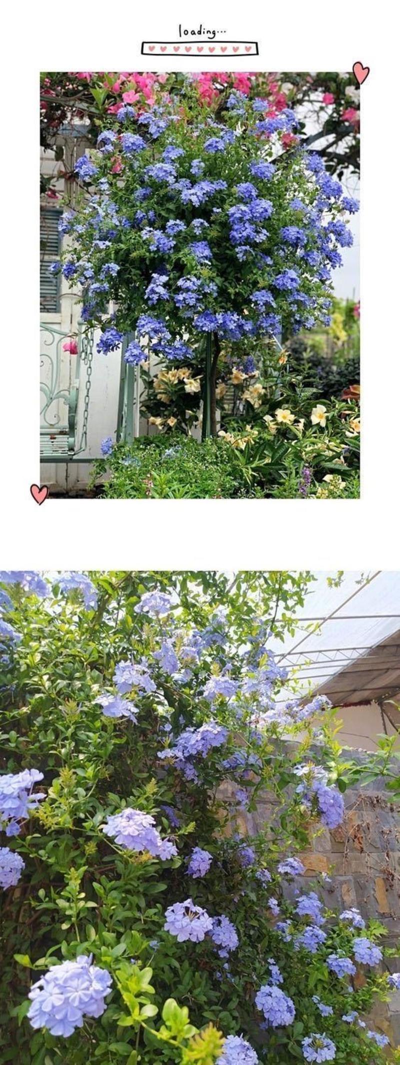 蓝雪花蓝雪花苗植物盆栽室内阳台花园庭院爬藤花卉绿植耐热