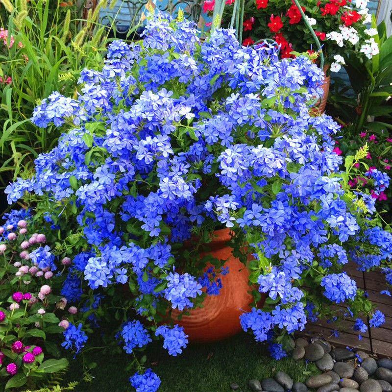 蓝雪花蓝雪花苗植物盆栽室内阳台花园庭院爬藤花卉绿植耐热