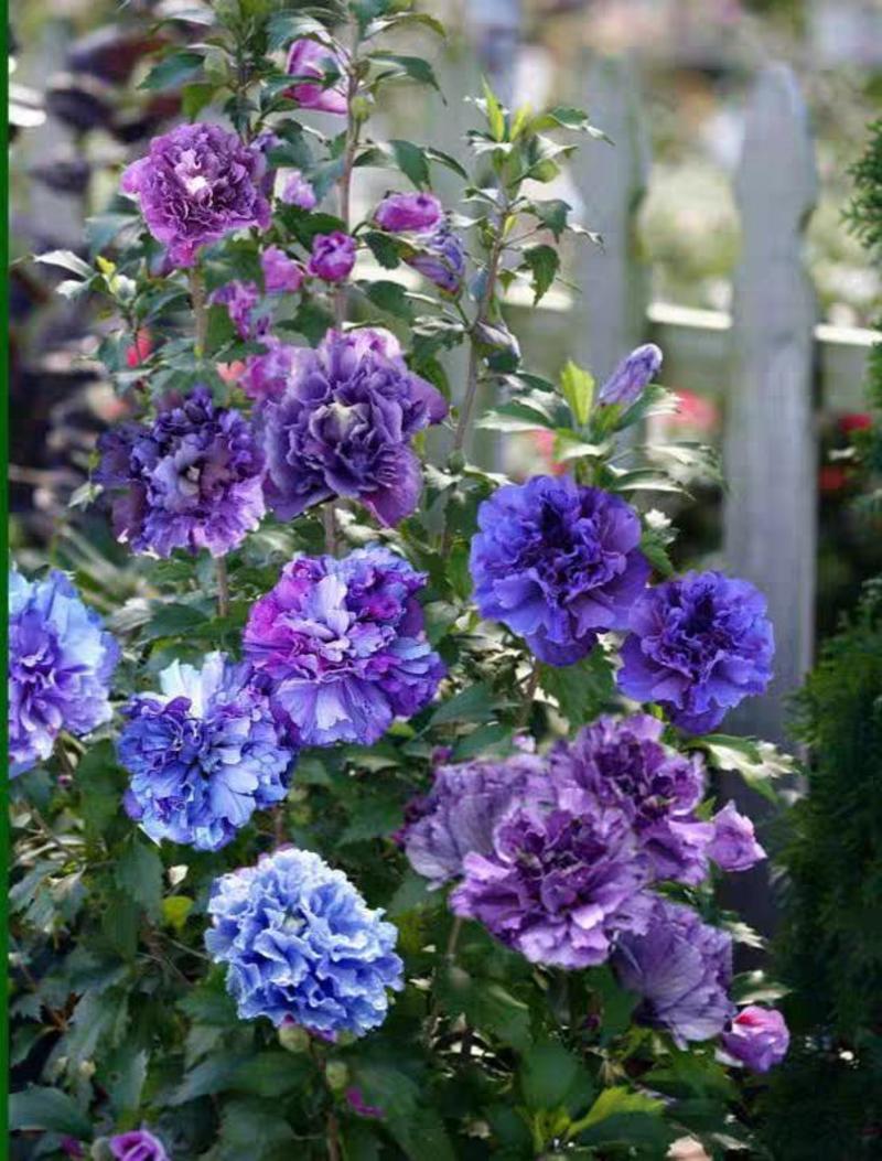 紫玉树莓冰沙雪纺蓝色重瓣木槿四季开花大苗耐热寒多年生