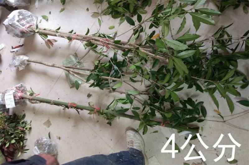 包邮香樟树庭院园林大型工程绿化苗木四季常青大叶小樟树大树