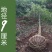 包邮香樟树庭院园林大型工程绿化苗木四季常青大叶小樟树大树