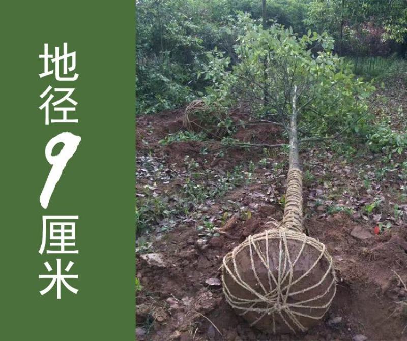 包邮香樟树庭院园林大型工程绿化苗木四季常青大叶小樟树大树