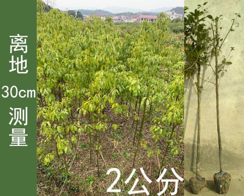 包邮香樟树庭院园林大型工程绿化苗木四季常青大叶小樟树大树