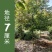包邮香樟树庭院园林大型工程绿化苗木四季常青大叶小樟树大树