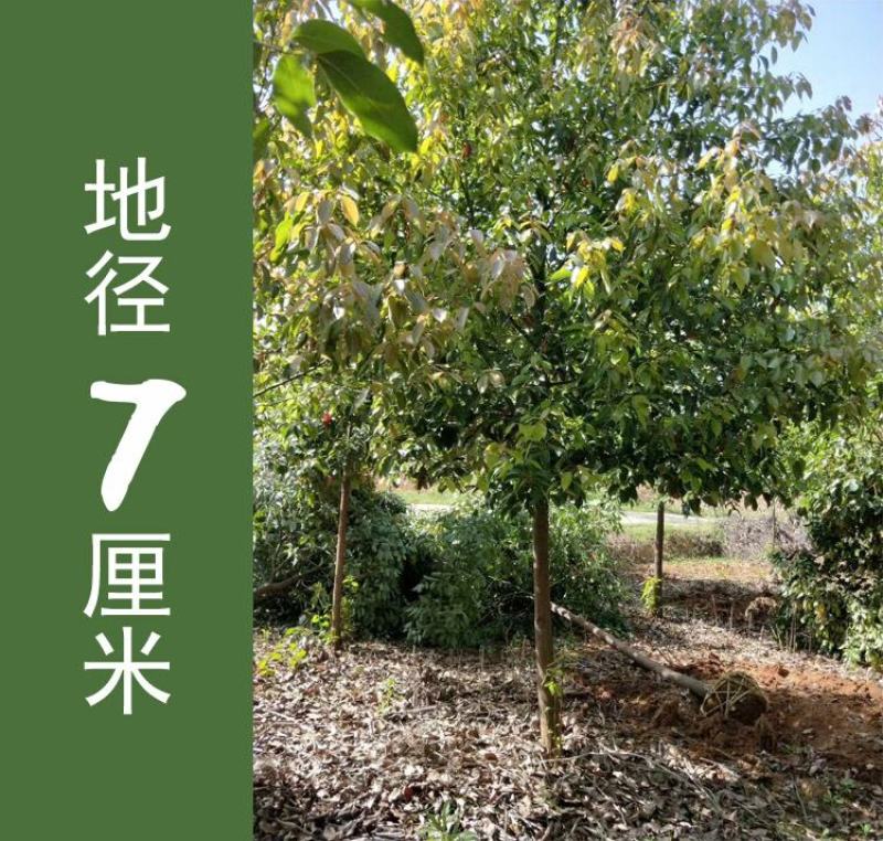 包邮香樟树庭院园林大型工程绿化苗木四季常青大叶小樟树大树