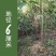 包邮香樟树庭院园林大型工程绿化苗木四季常青大叶小樟树大树