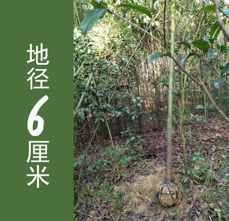 包邮香樟树庭院园林大型工程绿化苗木四季常青大叶小樟树大树