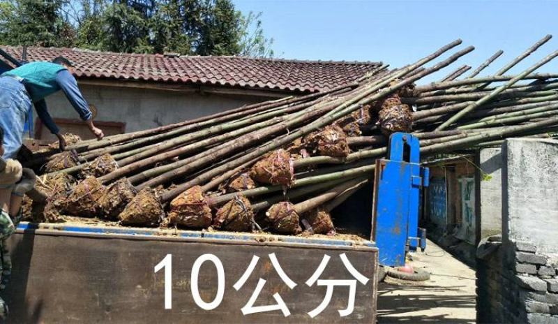 包邮香樟树庭院园林大型工程绿化苗木四季常青大叶小樟树大树