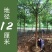 包邮香樟树庭院园林大型工程绿化苗木四季常青大叶小樟树大树