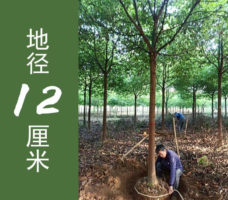 包邮香樟树庭院园林大型工程绿化苗木四季常青大叶小樟树大树