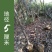 包邮香樟树庭院园林大型工程绿化苗木四季常青大叶小樟树大树