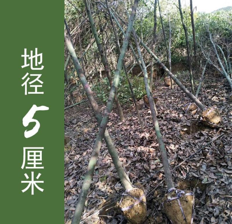 包邮香樟树庭院园林大型工程绿化苗木四季常青大叶小樟树大树