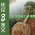 包邮香樟树庭院园林大型工程绿化苗木四季常青大叶小樟树大树