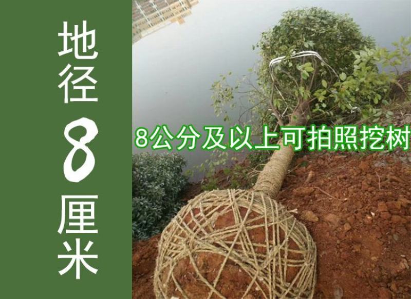 包邮香樟树庭院园林大型工程绿化苗木四季常青大叶小樟树大树