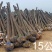包邮香樟树庭院园林大型工程绿化苗木四季常青大叶小樟树大树