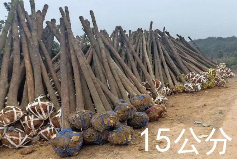 包邮香樟树庭院园林大型工程绿化苗木四季常青大叶小樟树大树