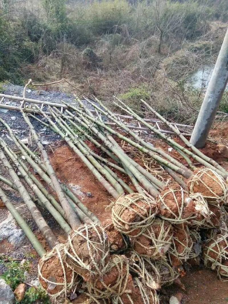 包邮香樟树庭院园林大型工程绿化苗木四季常青大叶小樟树大树