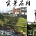 包邮香樟树庭院园林大型工程绿化苗木四季常青大叶小樟树大树