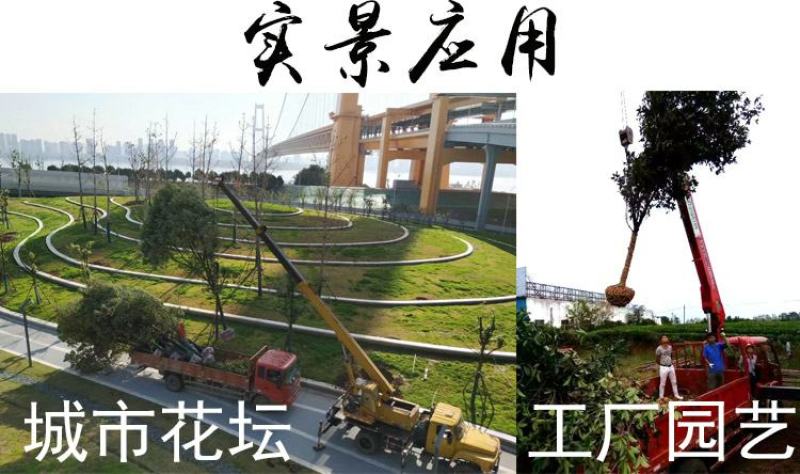 包邮香樟树庭院园林大型工程绿化苗木四季常青大叶小樟树大树