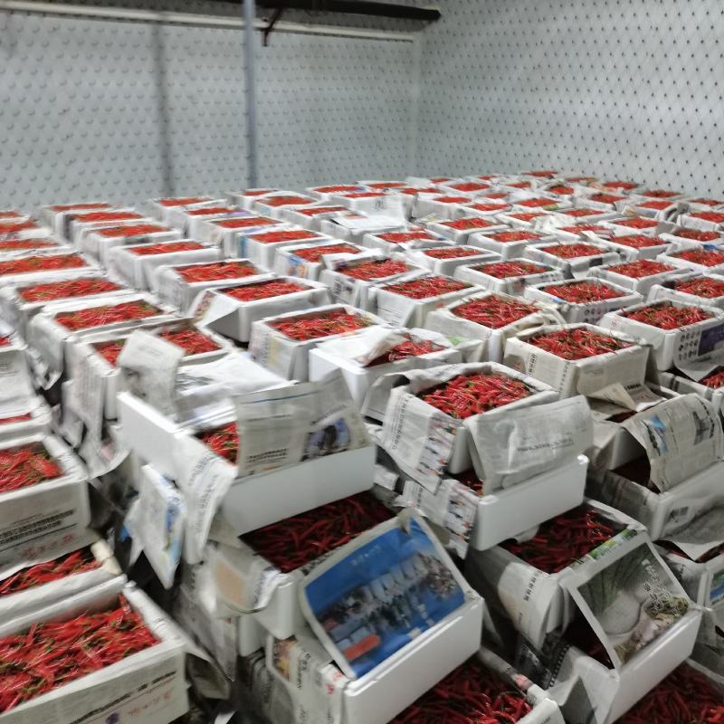 滇西新苗精品小米椒大量上市，早入围早发财。