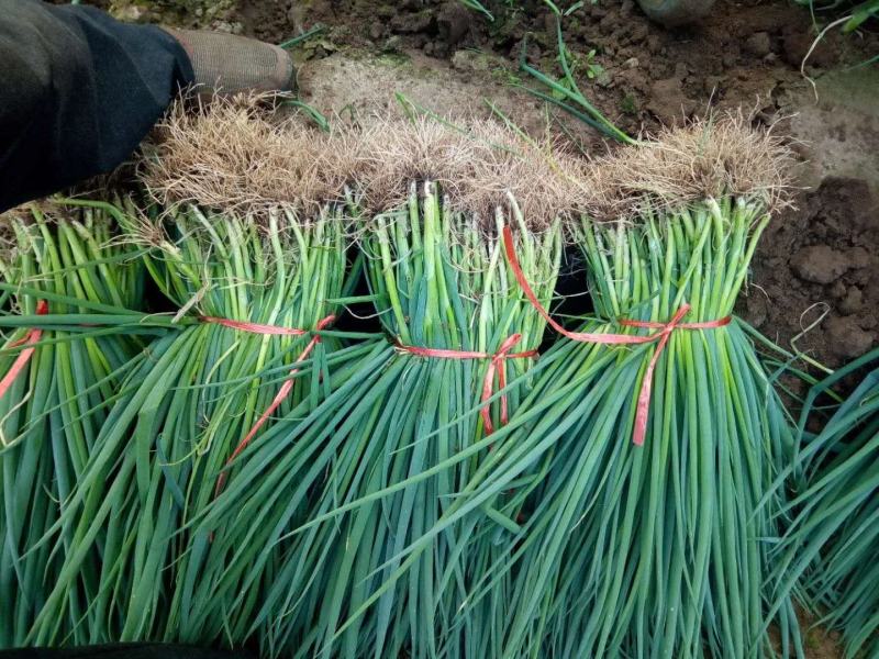 【基地直供】安丘铁杆葱苗品质好产量高可对接全国