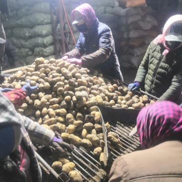 土豆种子荷兰十五脱毒种薯抗病高产销售全国各地。