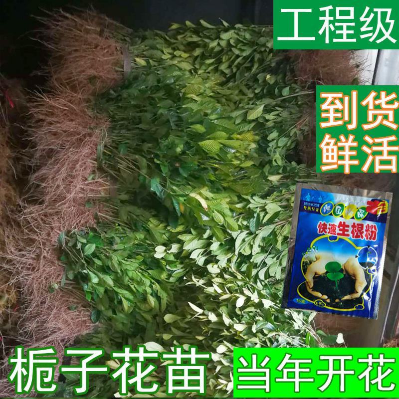 栀子花苗庭院工程四季常青浓香型大叶树苗园林绿化苗木花卉植