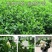 栀子花苗庭院工程四季常青浓香型大叶树苗园林绿化苗木花卉植