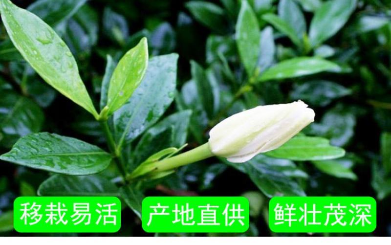 栀子花苗庭院工程四季常青浓香型大叶树苗园林绿化苗木花卉植