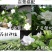 栀子花苗庭院工程四季常青浓香型大叶树苗园林绿化苗木花卉植
