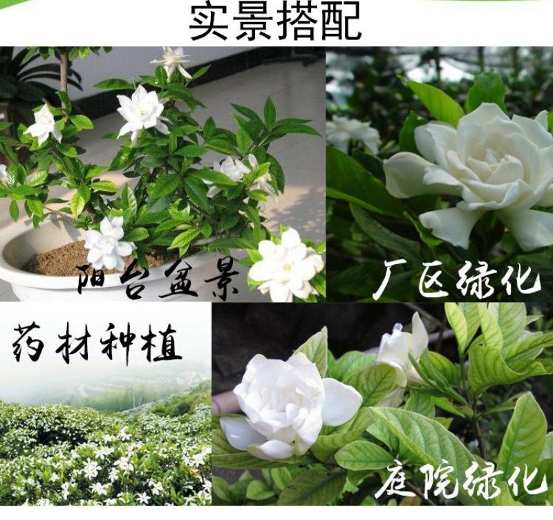 栀子花苗庭院工程四季常青浓香型大叶树苗园林绿化苗木花卉植