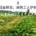 栀子花苗庭院工程四季常青浓香型大叶树苗园林绿化苗木花卉植