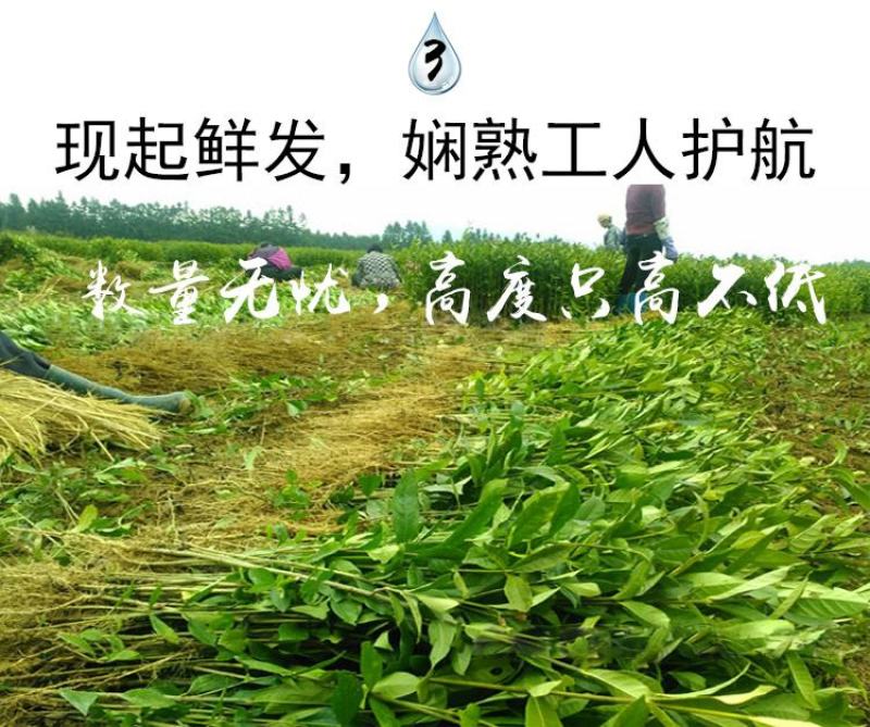 栀子花苗庭院工程四季常青浓香型大叶树苗园林绿化苗木花卉植