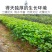 栀子花苗庭院工程四季常青浓香型大叶树苗园林绿化苗木花卉植