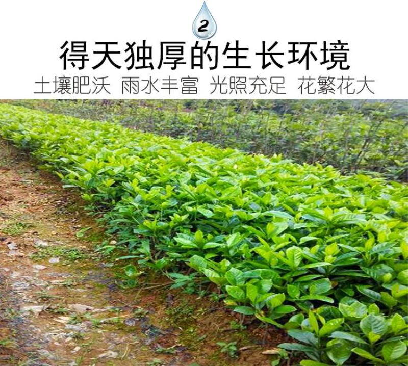 栀子花苗庭院工程四季常青浓香型大叶树苗园林绿化苗木花卉植