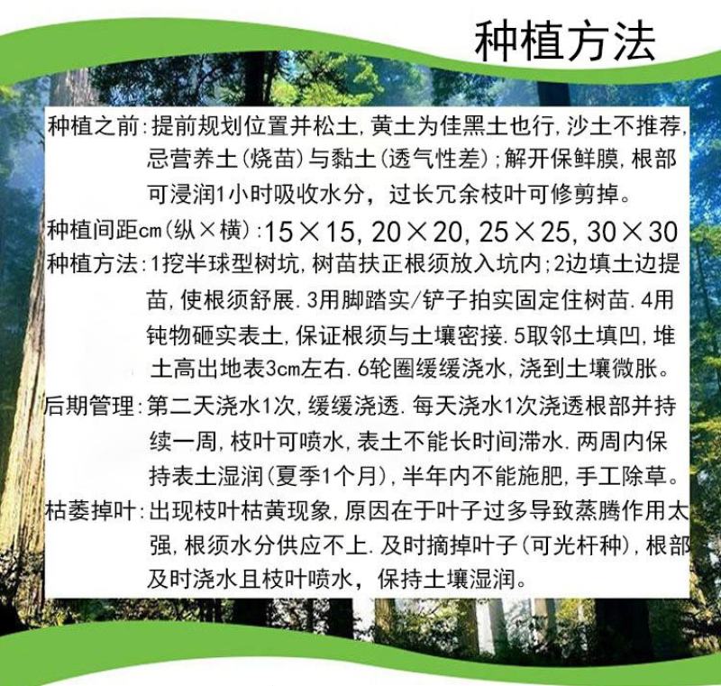栀子花苗庭院工程四季常青浓香型大叶树苗园林绿化苗木花卉植