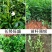 栀子花苗庭院工程四季常青浓香型大叶树苗园林绿化苗木花卉植