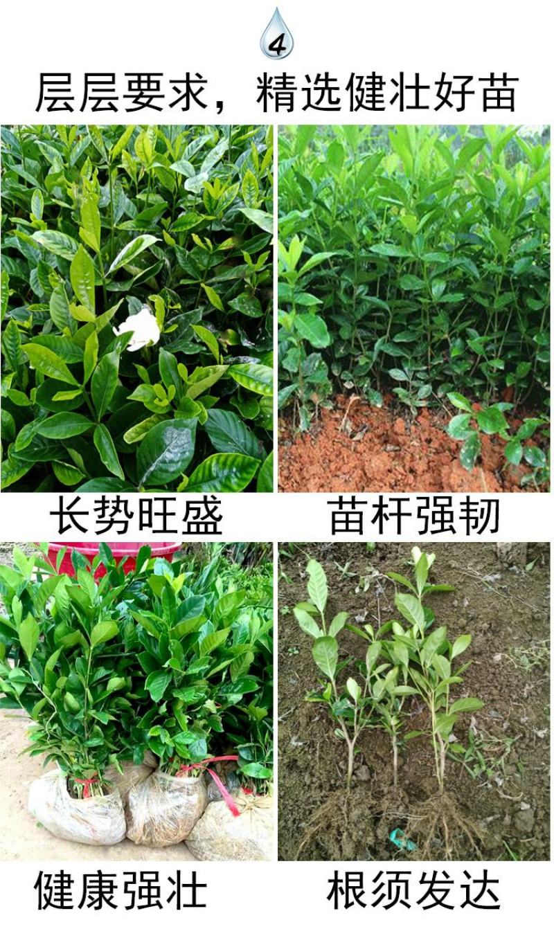 栀子花苗庭院工程四季常青浓香型大叶树苗园林绿化苗木花卉植