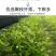 栀子花苗庭院工程四季常青浓香型大叶树苗园林绿化苗木花卉植