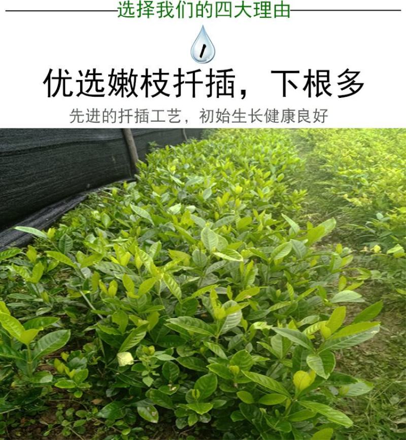 栀子花苗庭院工程四季常青浓香型大叶树苗园林绿化苗木花卉植