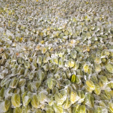 香蜜杨桃大量供货