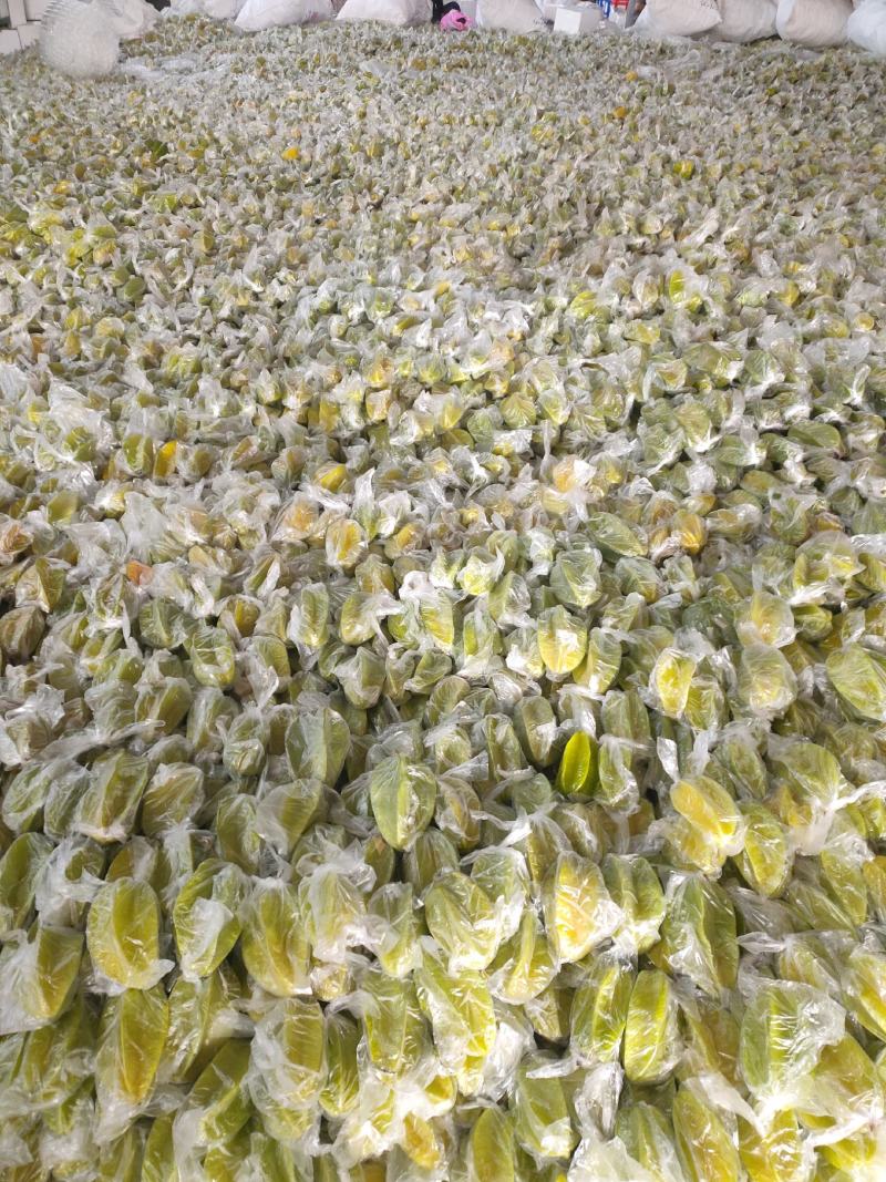 香蜜杨桃大量供货