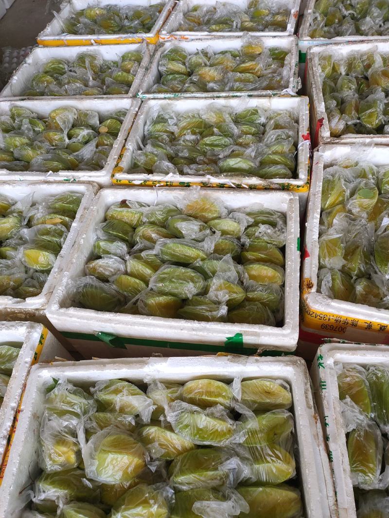 香蜜杨桃大量供货