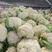 【花菜】白面青梗松花菜小米粒产地直销保质保量