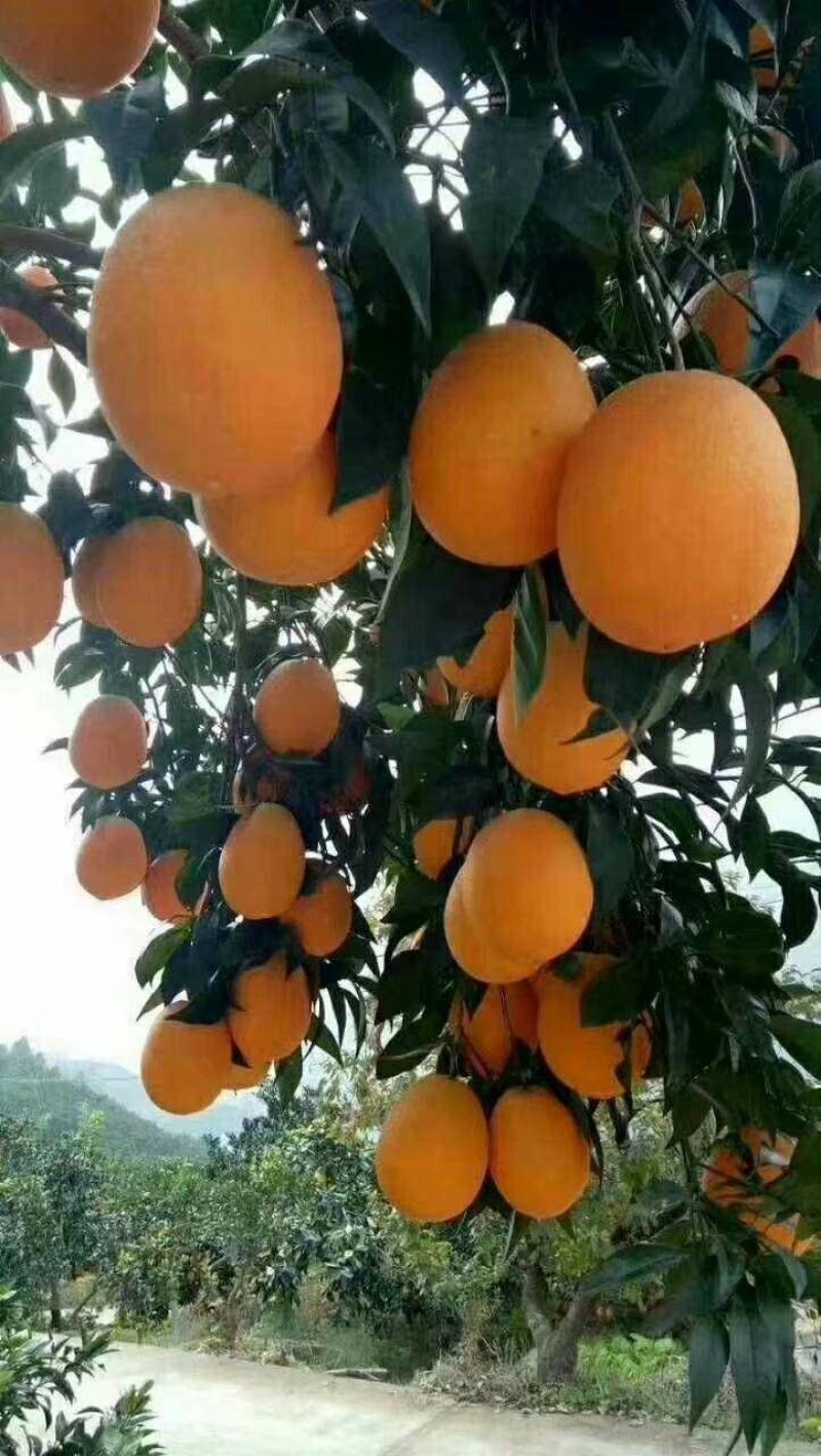 脐橙，，，，，，，，，，，，，。，，，，，，，