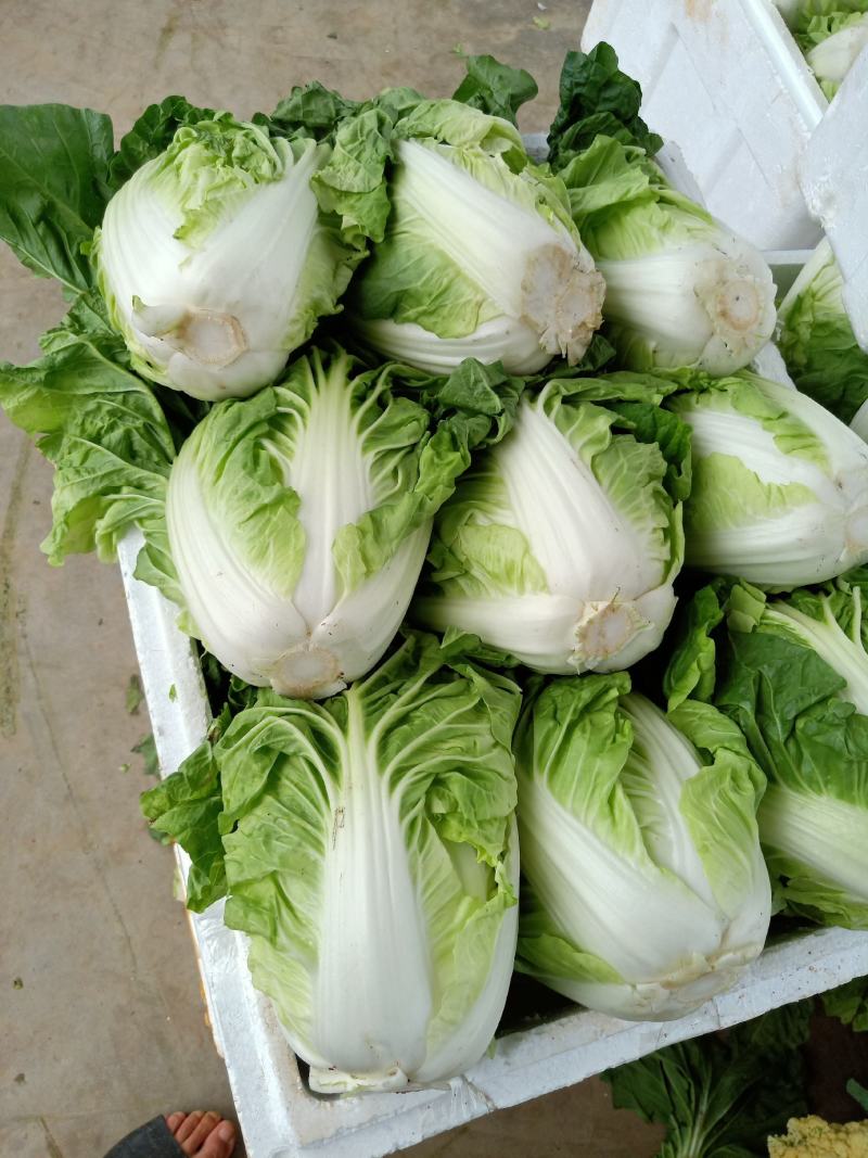 【白菜精品夏阳白包球结实一手货源可视频看货全国发货